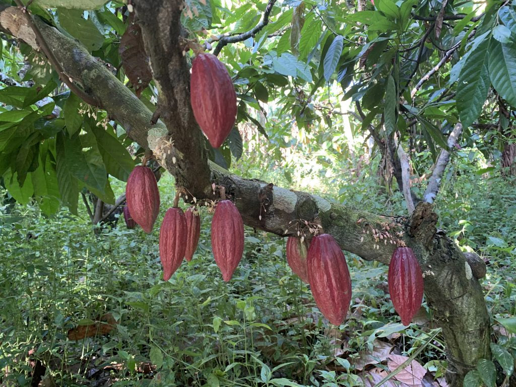 Cerimonial Cacao • Organic, Pure, Handcrafted & Natural